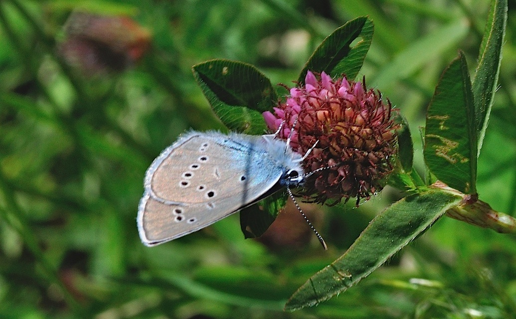 foto B049889, © Adriaan van Os, Corsavy 04-07-2018, hoogte 1350 m, Cyaniris semiargus ?