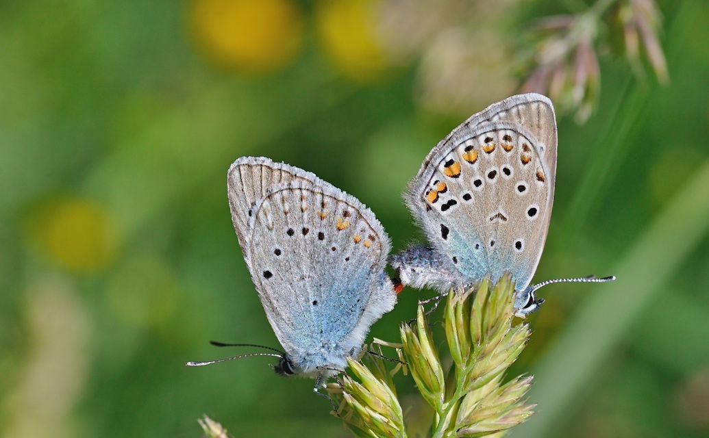 foto B050044, © Adriaan van Os, Corsavy 04-07-2018, altitud 1350 m, Polyommatus amandus, apareamiento