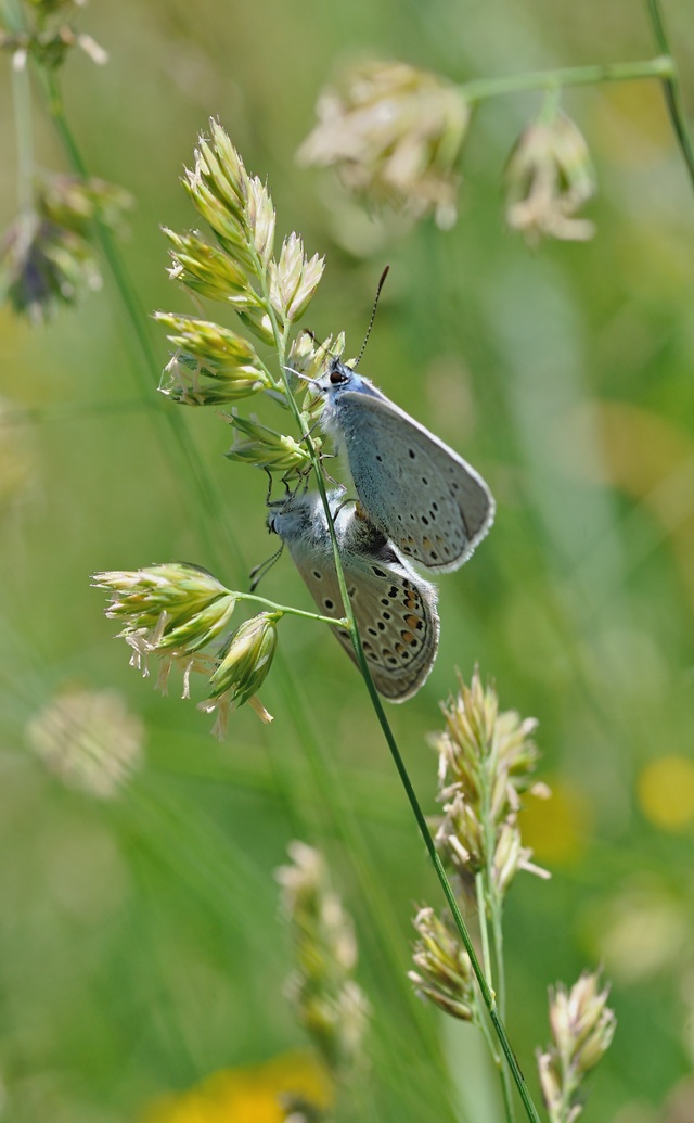 foto B050065, © Adriaan van Os, Corsavy 04-07-2018, altitud 1350 m, Polyommatus amandus, apareamiento