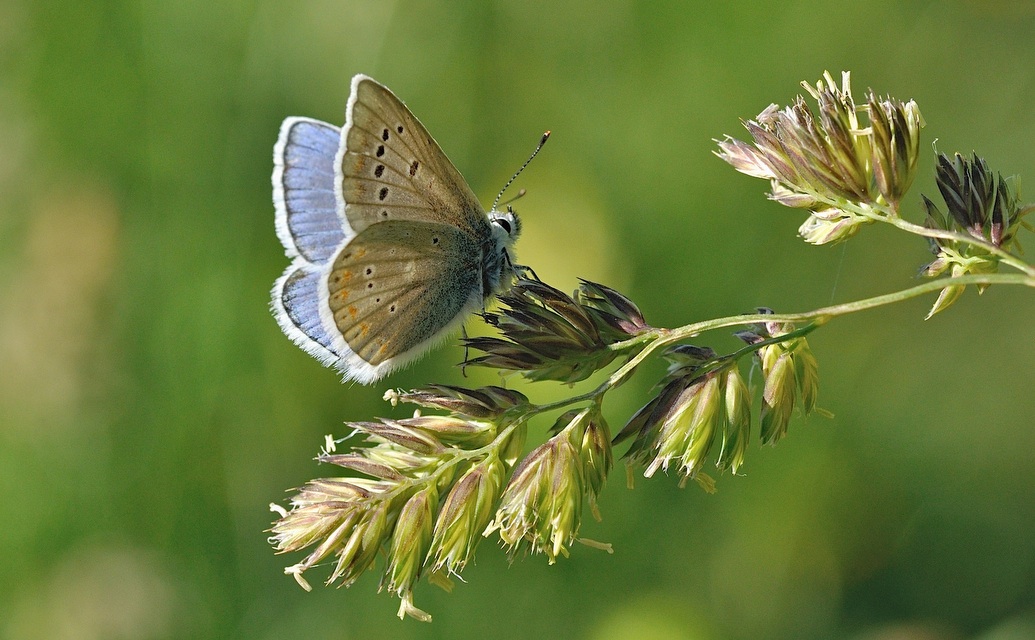 foto B050164, © Adriaan van Os, Corsavy 05-07-2018, altitud 1350 m, ♂ Polyommatus dorylas