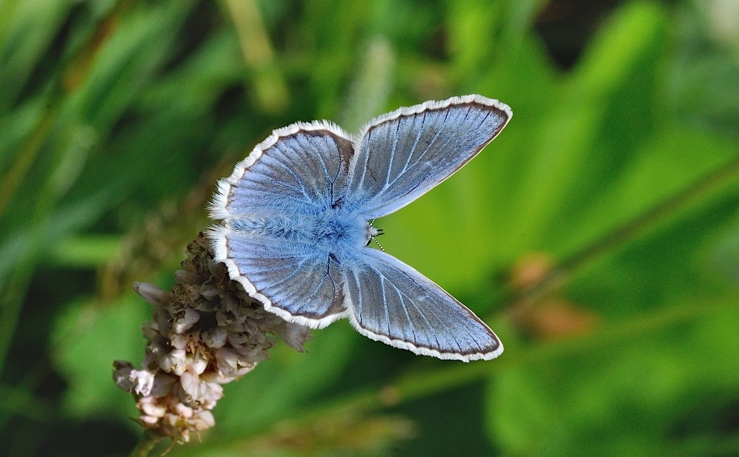 photo B050346, © Adriaan van Os, Corsavy 05-07-2018, altitudo 1350 m, ♂ Polyommatus dorylas