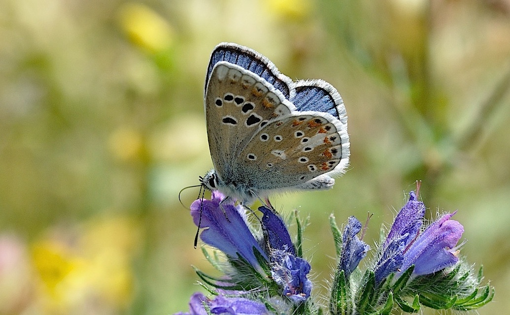 foto B050433, © Adriaan van Os, Corsavy 08-07-2018, altitud 1350 m, ♂ Polyommatus dorylas