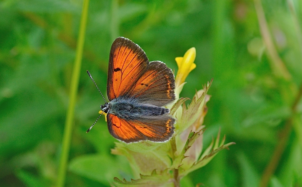 foto B050532, © Adriaan van Os, Corsavy 08-07-2018, hoogte 1350 m, ♂ Lycaena hippothoe