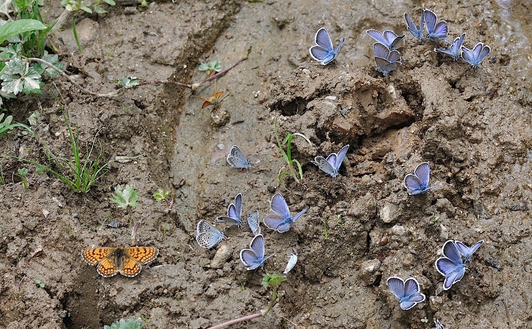 foto B050628, © Adriaan van Os, Corsavy 08-07-2018, hoogte 1350 m, ♂ Plebejus argus met Melitaea parthenoides