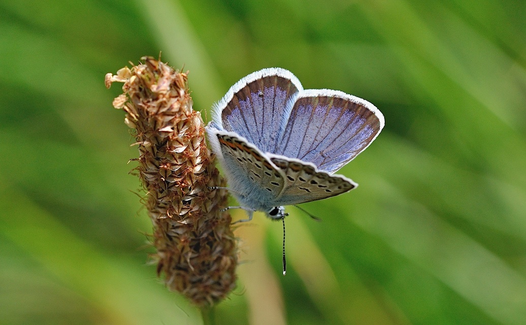 foto B050660, © Adriaan van Os, Corsavy 08-07-2018, hoogte 1350 m, ♂ Plebejus argus