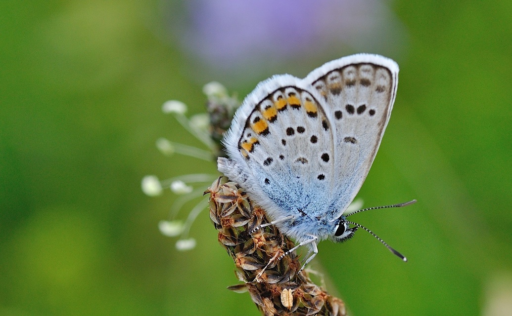 foto B050848, © Adriaan van Os, Corsavy 08-07-2018, hoogte 1350 m, ♂ Plebejus argus