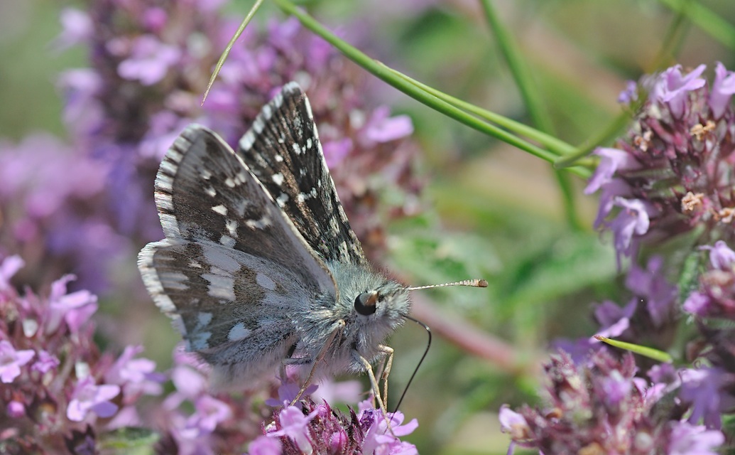 foto B050878, © Adriaan van Os, Corsavy 09-07-2018, hoogte 1650 m, ♂ Pyrgus serratulae