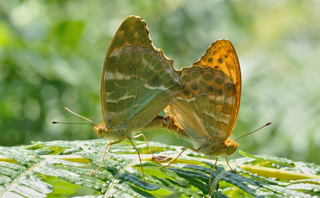 photo B051345, © Adriaan van Os, Corsavy 13-07-2018, altitude 800 m, Argynnis paphia, mating