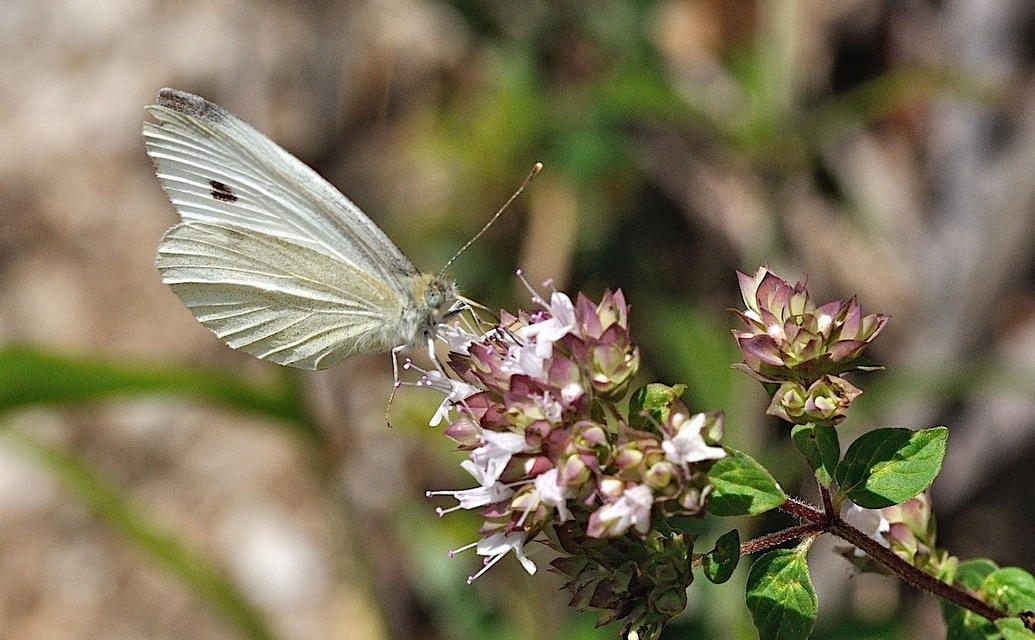 photo B051424, © Adriaan van Os, Corsavy 13-07-2018, altitude 800 m, ♂ Pieris mannii or Pieris rapae