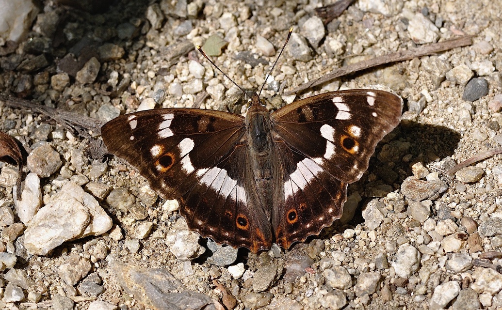 photo B052271, © Adriaan van Os, Corsavy 19-07-2018, altitude 800 m, ♂ Apatura ilia