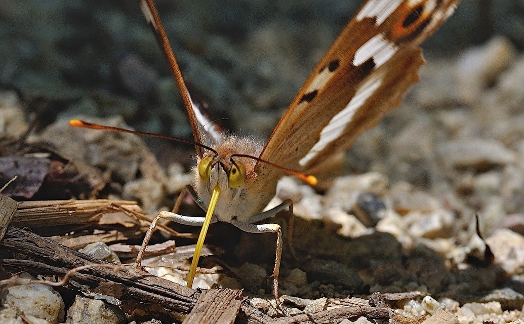 foto B052424, © Adriaan van Os, Corsavy 19-07-2018, hoogte 800 m, ♂ Apatura ilia