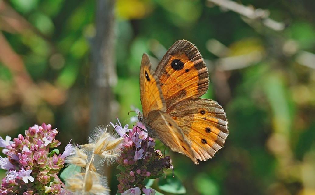 foto B052780, © Adriaan van Os, Montferrer 23-07-2018, hoogte 700 m, ♀ Pyronia bathseba