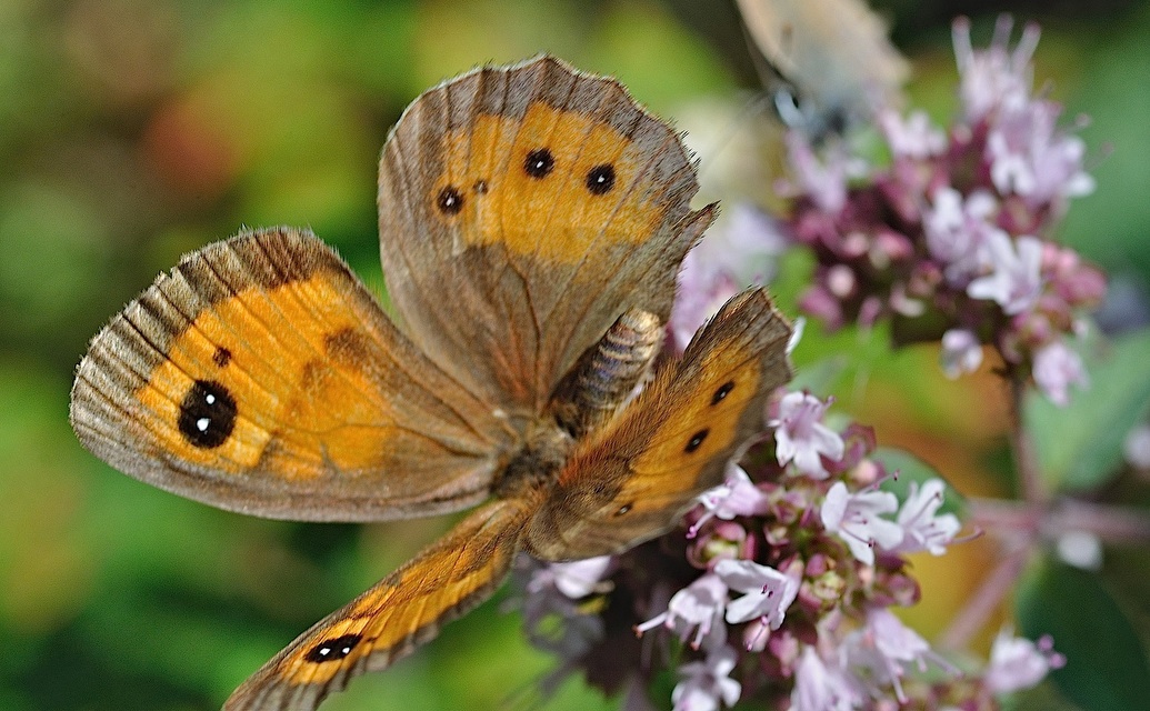 foto B052796, © Adriaan van Os, Montferrer 23-07-2018, hoogte 700 m, ♀ Pyronia bathseba