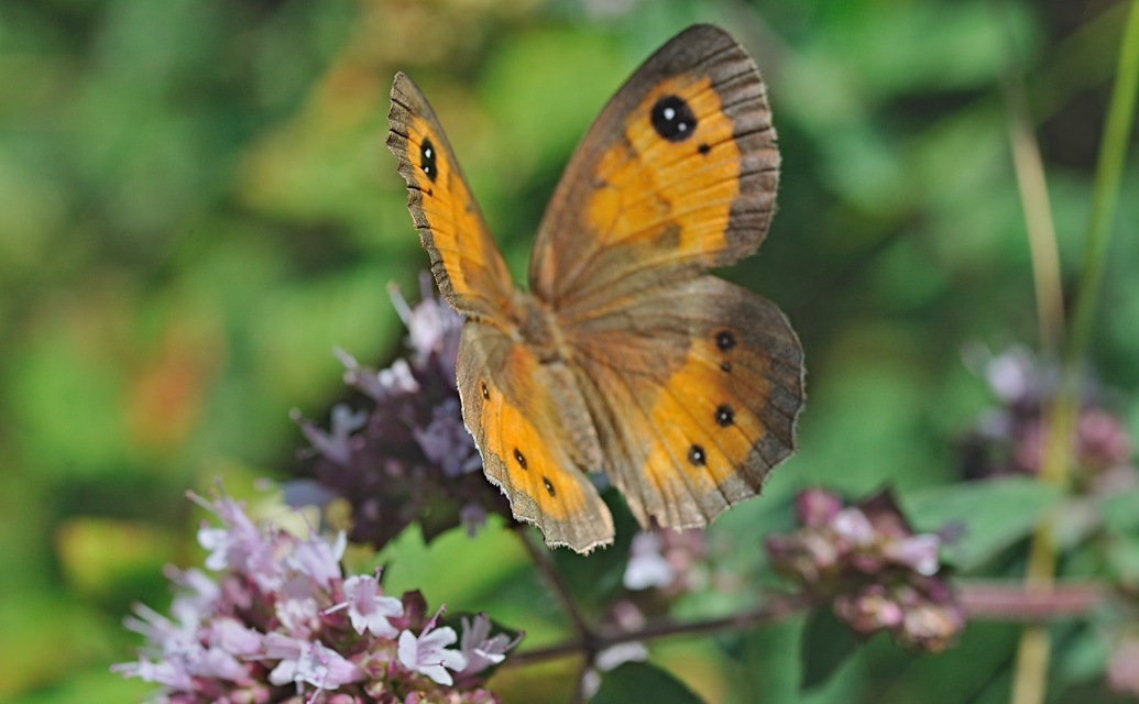 foto B052800, © Adriaan van Os, Montferrer 23-07-2018, hoogte 700 m, ♀ Pyronia bathseba