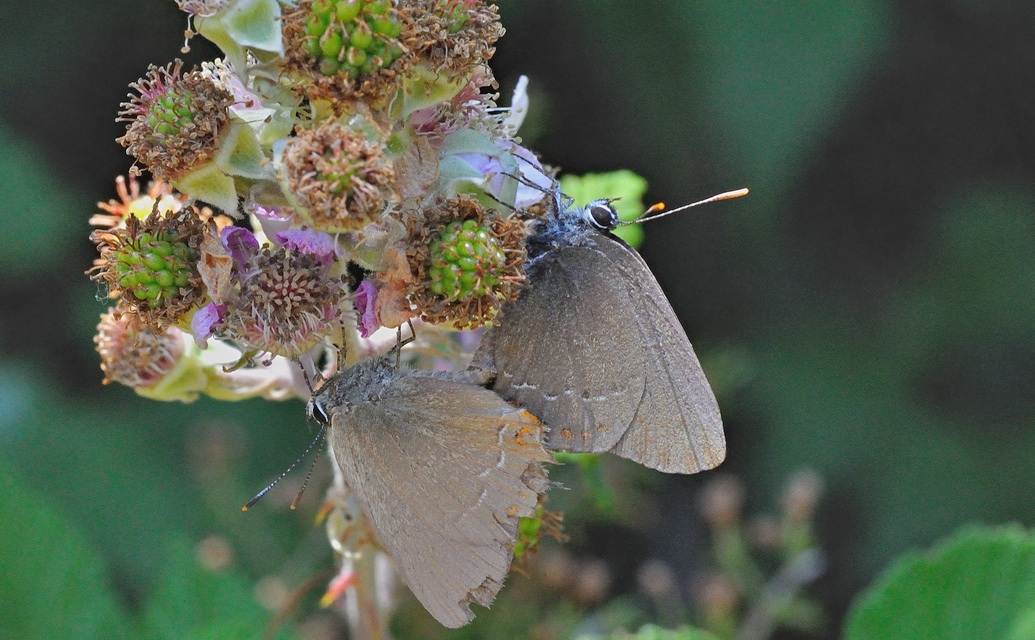 photo B052820, © Adriaan van Os, Montferrer 23-07-2018, altitude 700 m, Satyrium esculi, mating