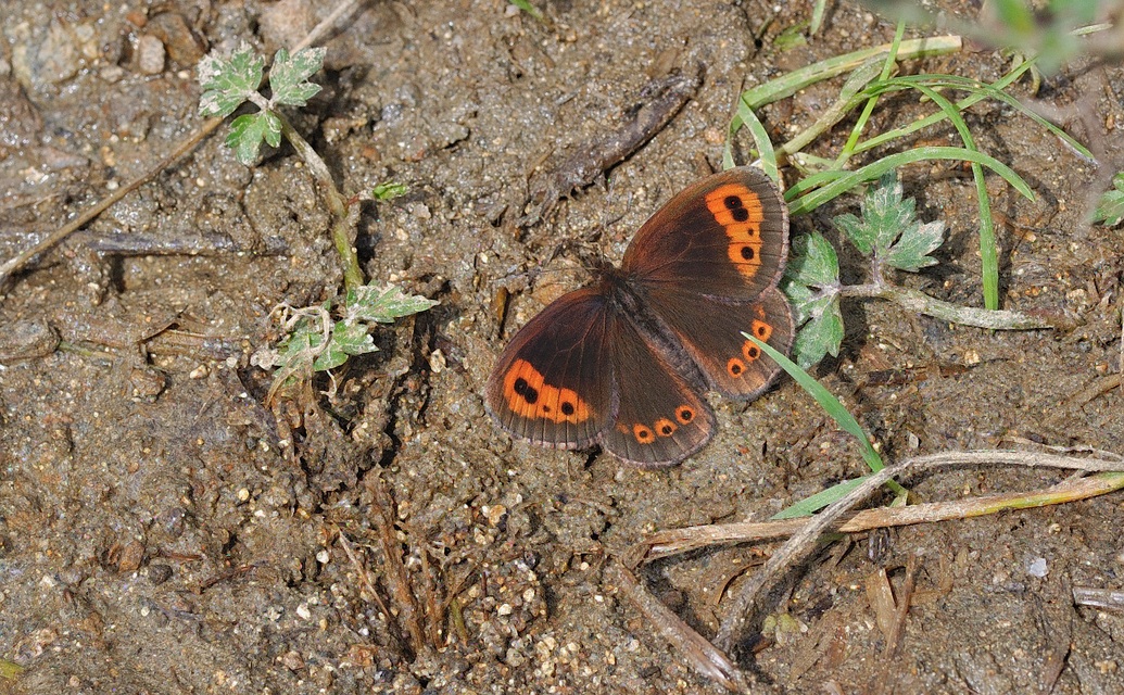 photo B053940, © Adriaan van Os, Corsavy 28-08-2018, altitude 1350 m, ♂ Erebia neoridas