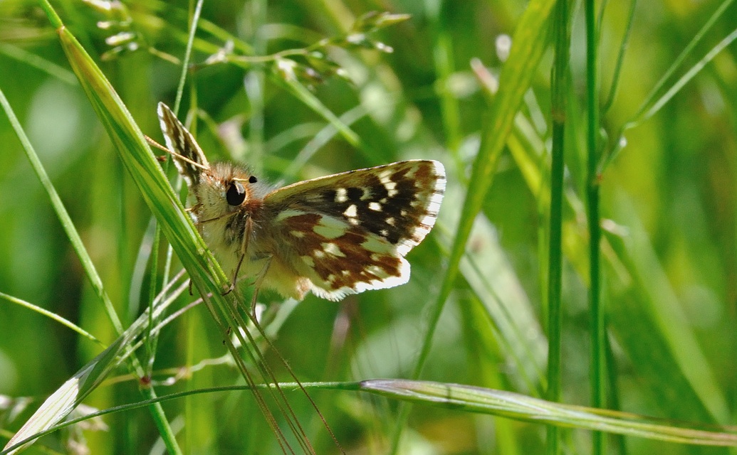 photo B054740, © Adriaan van Os, Corsavy 02-06-2019, altitude 800 m, ♂ Spialia sertorius