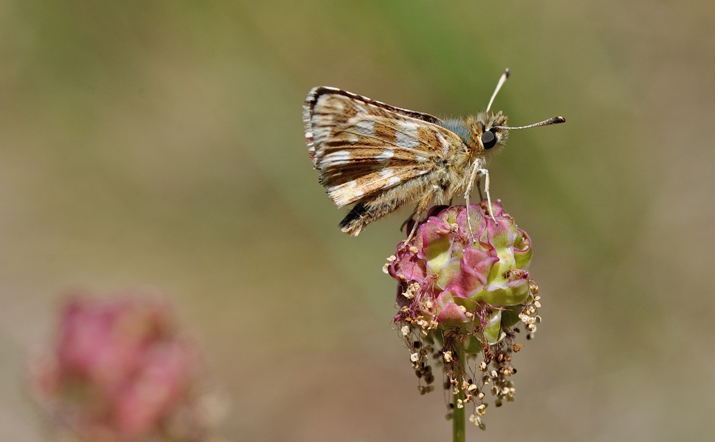 photo B054857, © Adriaan van Os, Corsavy 02-06-2019, ♂ Spialia sertorius