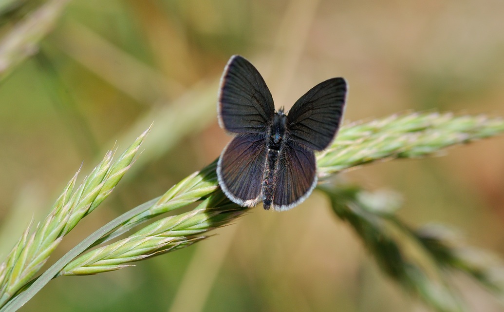 Foto B054865, © Adriaan van Os, Corsavy 02-06-2019, ♂ Cupido minimus