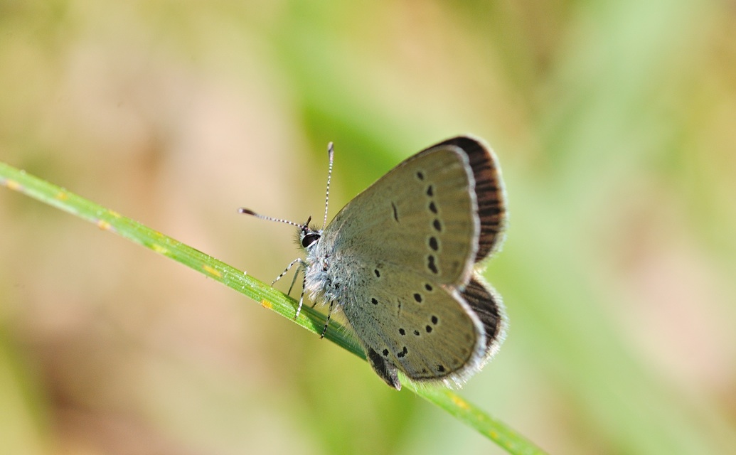 photo B054869, © Adriaan van Os, Corsavy 02-06-2019, ♂ Cupido minimus