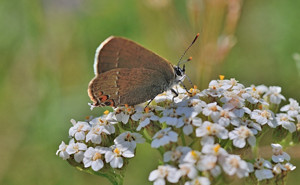 photo B055235, © Adriaan van Os, Corsavy 16-06-2019, altitude 750 m, Satyrium acaciae