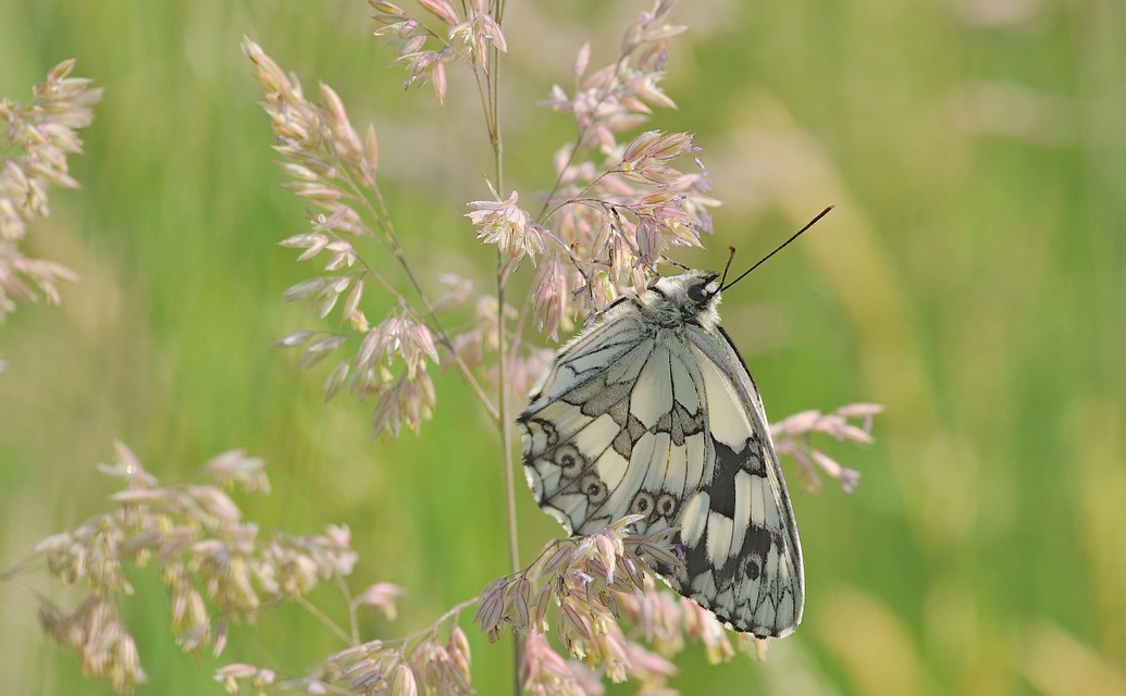 foto B055645, © Adriaan van Os, Corsavy 19-06-2019, hoogte 750 m, ♂ Melanargia lachesis