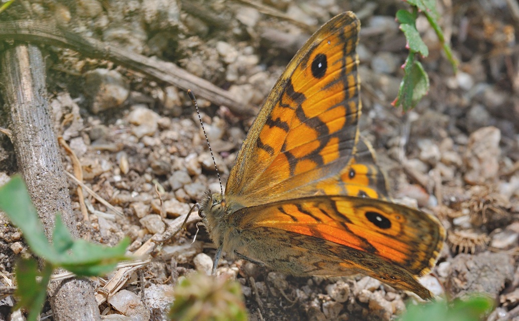 photo B055701, © Adriaan van Os, Corsavy 20-06-2019, altitudo 750 m, ♀ Lasiommata megera