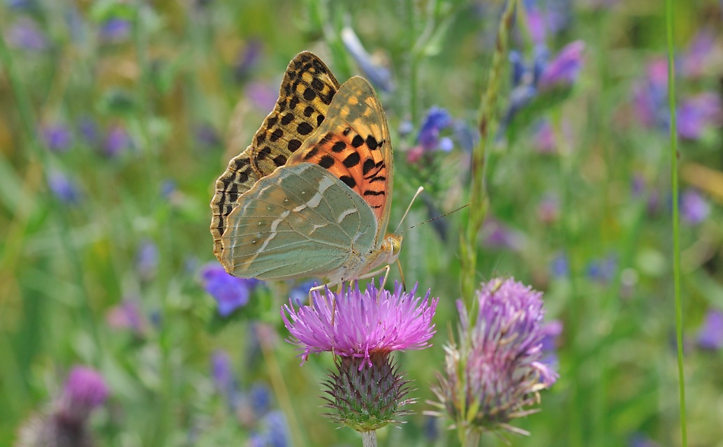 photo B055759, © Adriaan van Os, Corsavy 20-06-2019, altitudo 750 m, ♀ Argynnis pandora