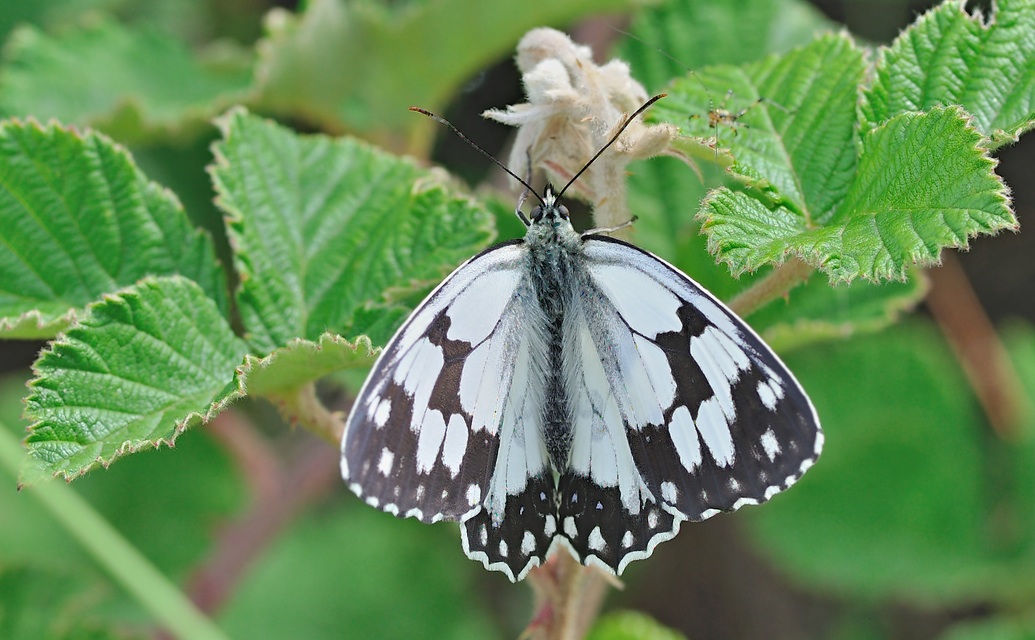 Foto B055943, © Adriaan van Os, Corsavy 21-06-2019, Hhe 750 m, ♂ Melanargia lachesis