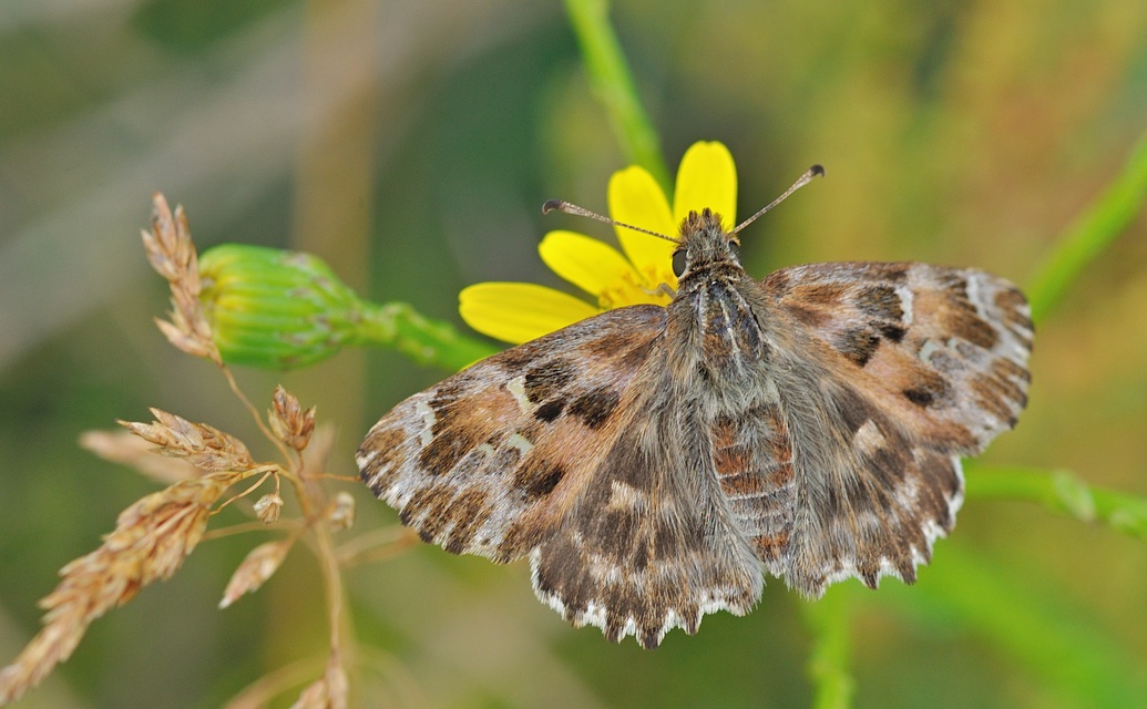 photo B055965, © Adriaan van Os, Corsavy 21-06-2019, altitude 750 m, ♀ Carcharodus alceae