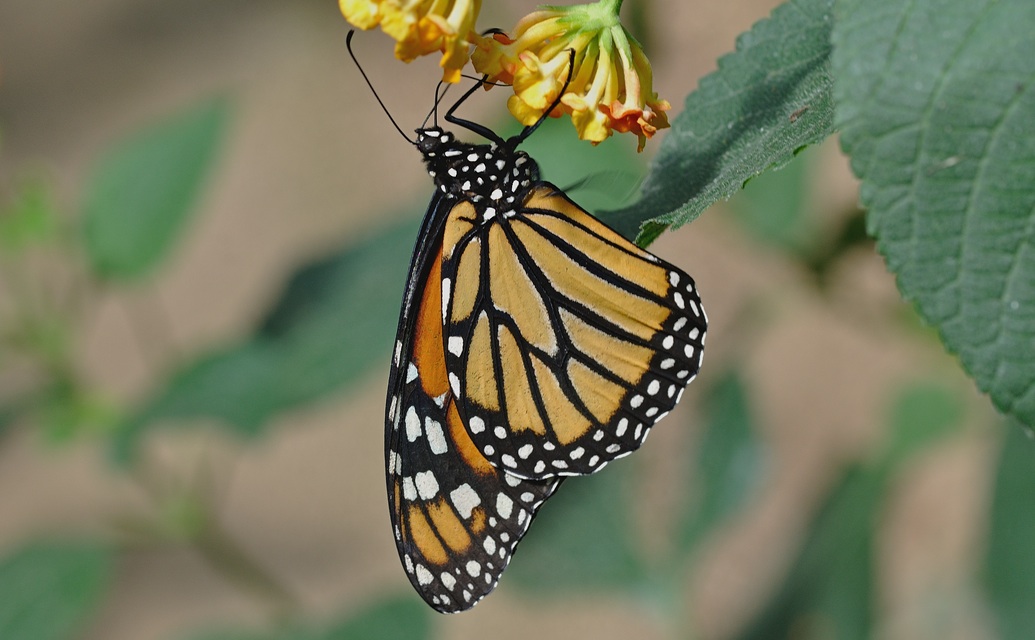 foto B056647, © Adriaan van Os, Castell� d� Emp�ries (Butterfly Park Empuriabrava) 04-07-2019, Danaus plexippus