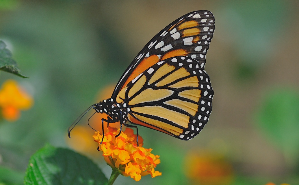 photo B056700, © Adriaan van Os, Castell d Empries (Butterfly Park Empuriabrava) 04-07-2019, Danaus plexippus