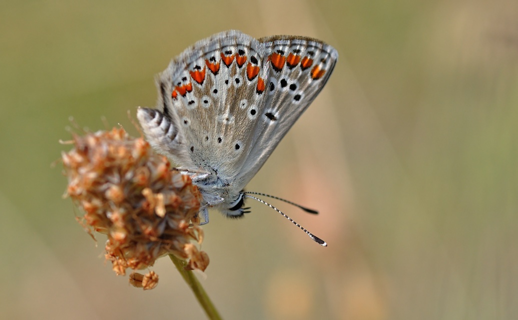 photo B056939, © Adriaan van Os, Corsavy 07-07-2019, altitude 800 m, Aricia artaxerxes allous