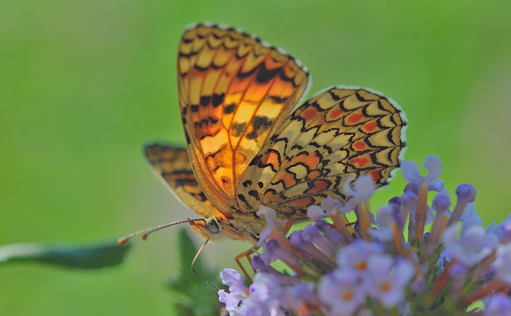 photo B057098, © Adriaan van Os, Corsavy 10-07-2019, altitude 800 m, Melitaea phoebe