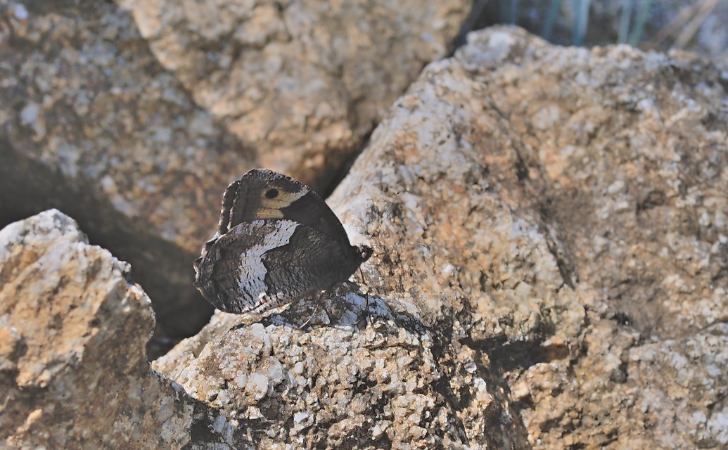 foto B057259, © Adriaan van Os, Corsavy 13-07-2019, altitud 800 m, Hipparchia hermione