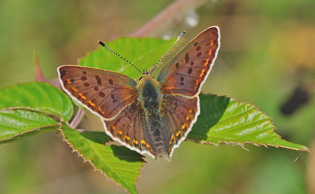 foto B057454, © Adriaan van Os, Corsavy 21-07-2019, altitud 800 m, ♂ Lycaena tityrus