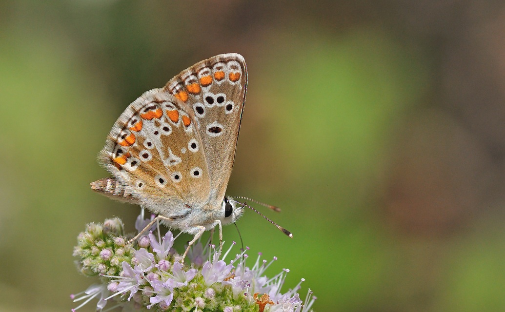 photo B057590, © Adriaan van Os, Corsavy 22-07-2019, altitude 800 m, Aricia artaxerxes