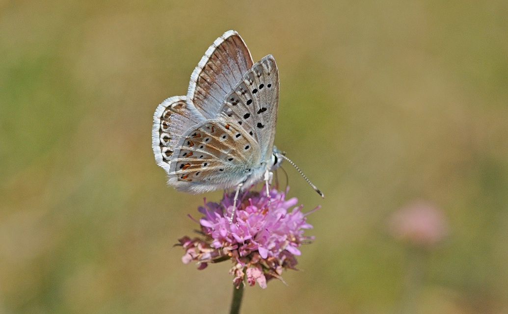 photo B058410, © Adriaan van Os, Corsavy 02-08-2019, altitude 1350 m, ♂ Polyommatus coridon