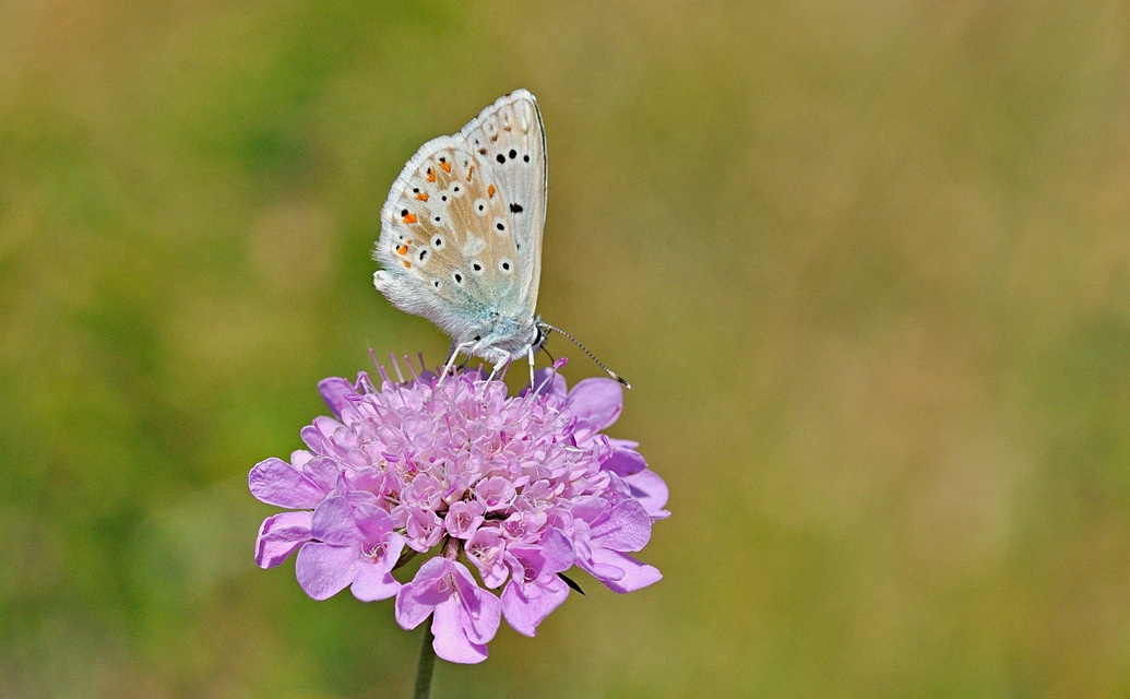 photo B058428, © Adriaan van Os, Corsavy 02-08-2019, altitude 1350 m, ♂ Polyommatus coridon