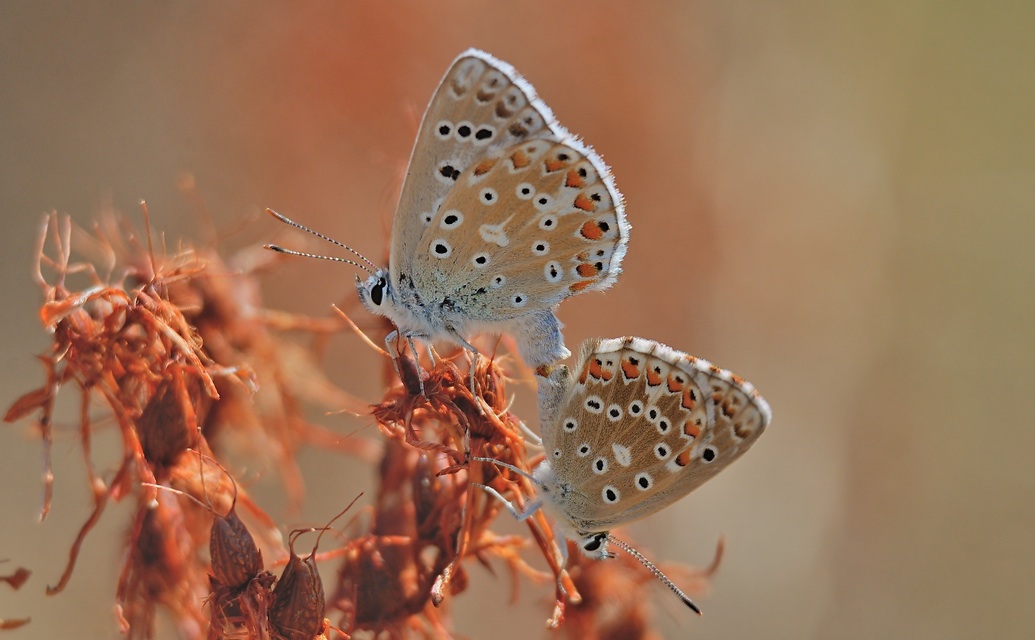 photo B060174, © Adriaan van Os, Svrac-le-Chateau 11-08-2020, altitude 725 m, Polyommatus bellargus, mating