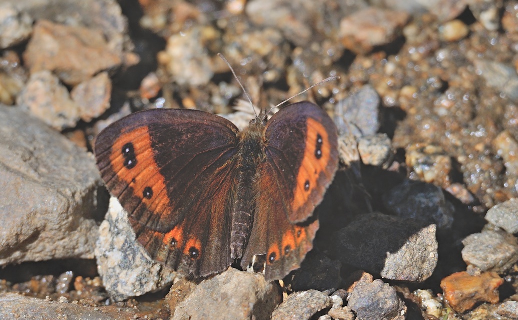 photo B060321, © Adriaan van Os, Corsavy 04-09-2020, altitude 1400 m, ♂ Erebia neoridas