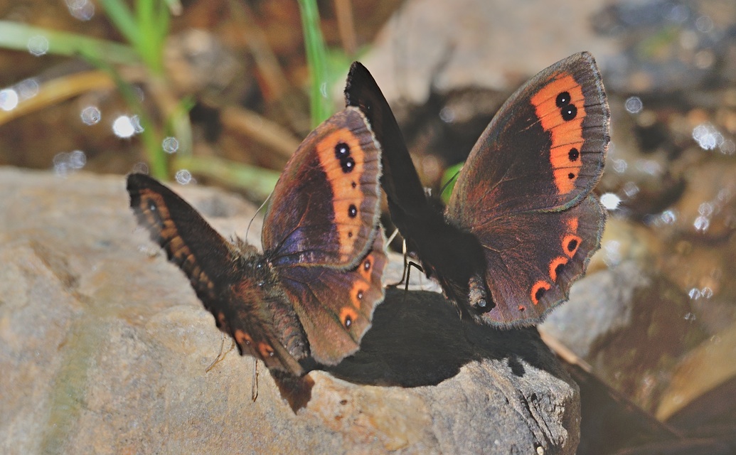 photo B060345, © Adriaan van Os, Corsavy 04-09-2020, altitudo 1400 m, Erebia neoridas