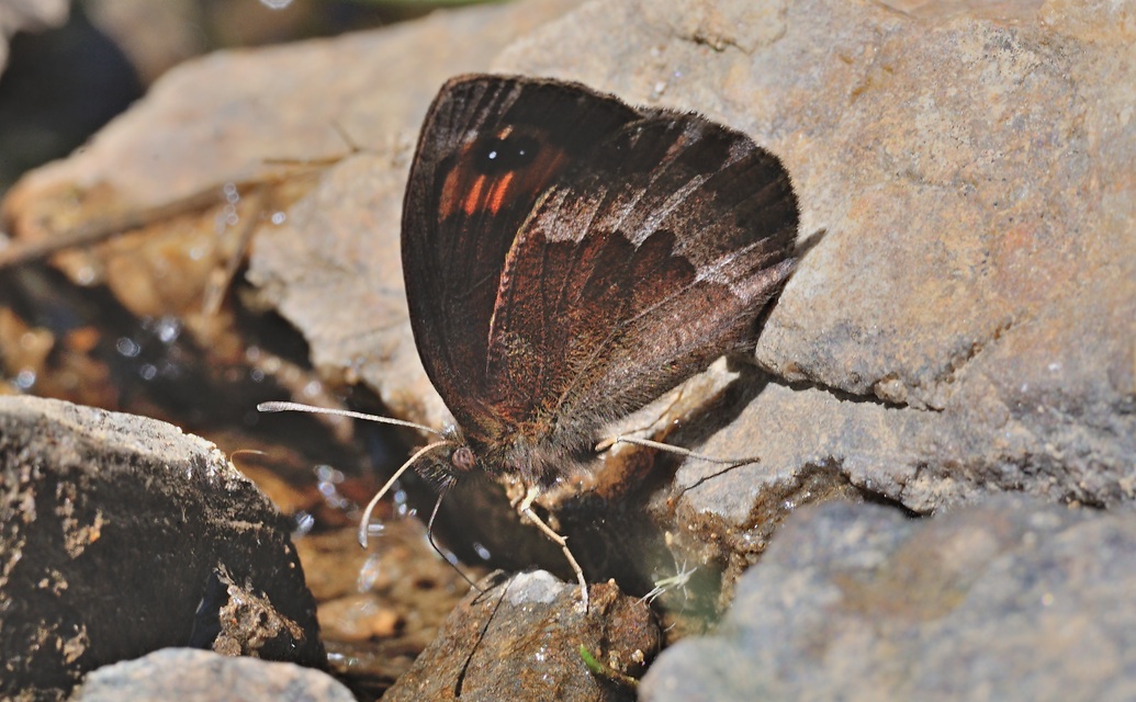 Foto B060379, © Adriaan van Os, Corsavy 04-09-2020, Hhe 1400 m, ♂ Erebia neoridas