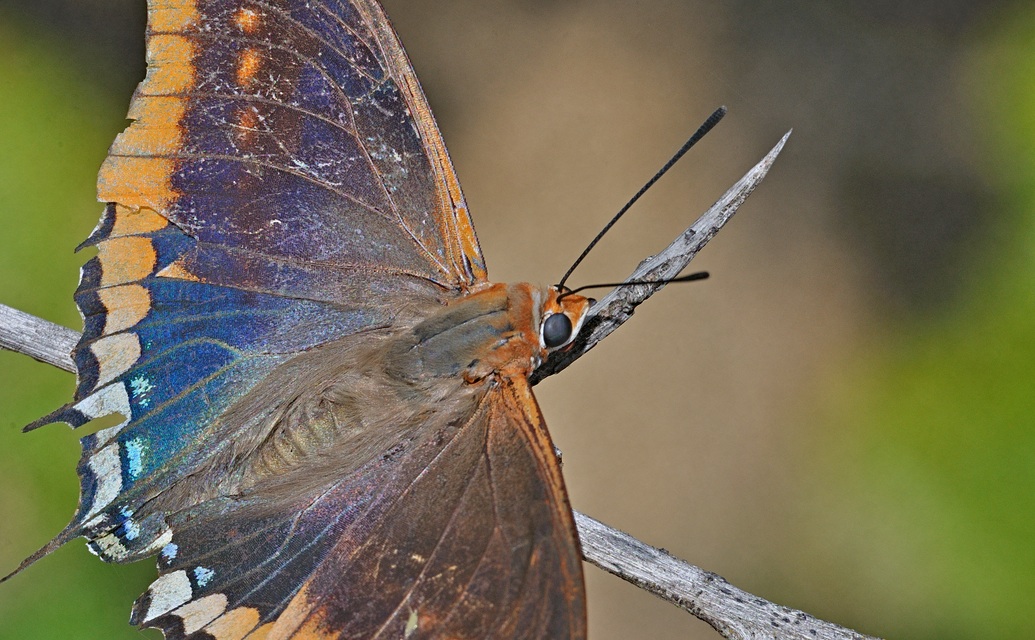 foto B061192, © Adriaan van Os, Montauriol 08-10-2020, altitud 250 m, ♂ Charaxes jasius, daado