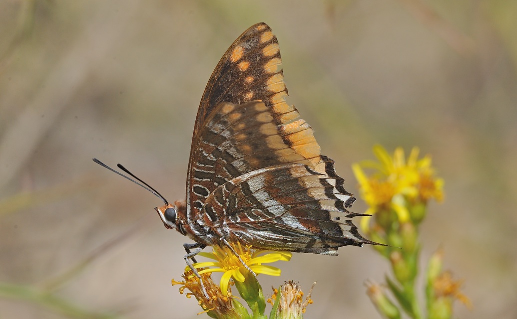 foto B061216, © Adriaan van Os, Montauriol 08-10-2020, altitud 250 m, ♂ Charaxes jasius, daado