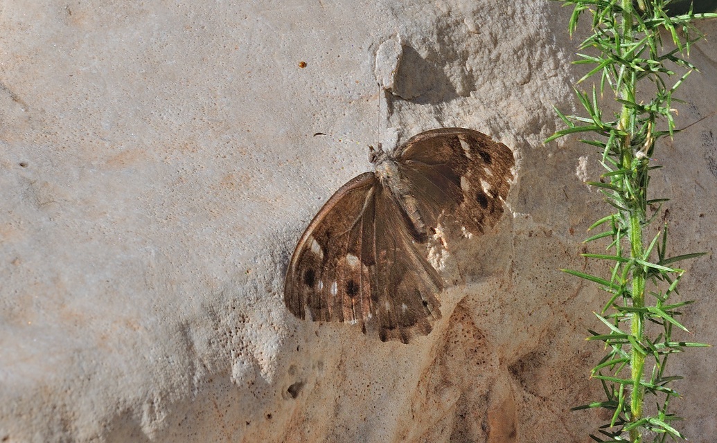 photo B061341, © Adriaan van Os, Ganda 13-10-2020, altitude 200 m, ♀ Hipparchia fidia