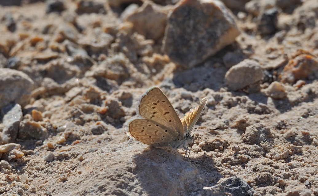 photo B061610, © Adriaan van Os, San Felipe Neri 17-10-2020, ♀ Zizeeria knysna