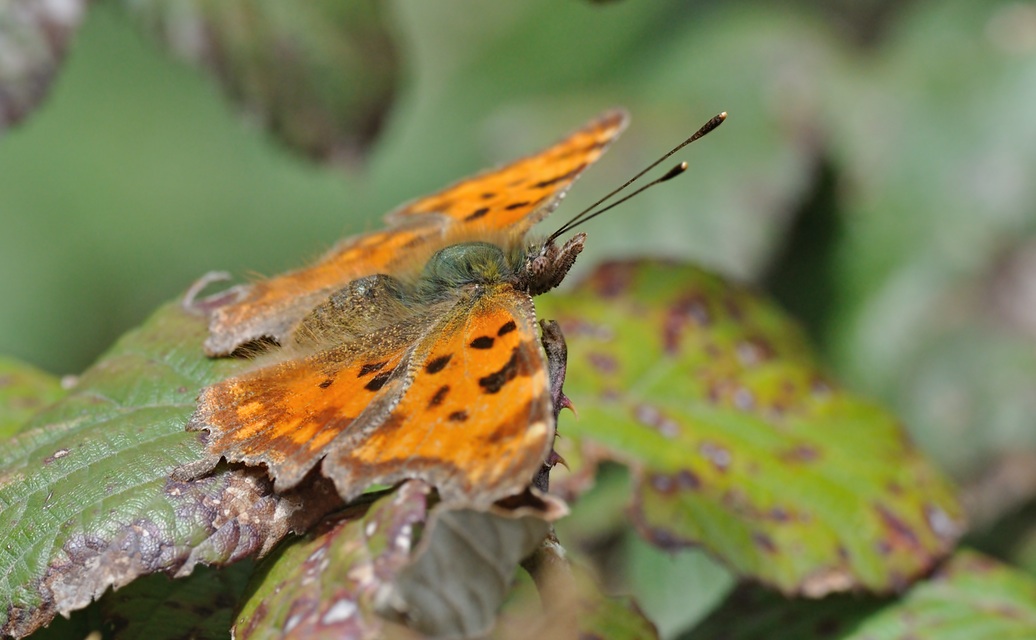 photo B067504, © Adriaan van Os, Coustouges 14-04-2022, altitudo 820 m, Polygonia c-album