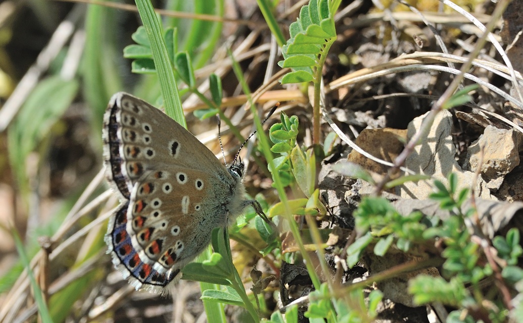 foto B067761, © Adriaan van Os, Coustouges 29-04-2022, hoogte 800 m, Polyommatus bellargus