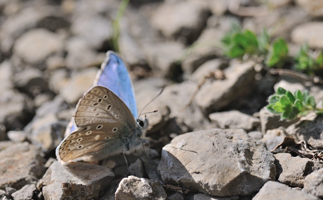 photo B067971, © Adriaan van Os, Coustouges 01-05-2022, altitudo 800 m, Polyommatus amandus